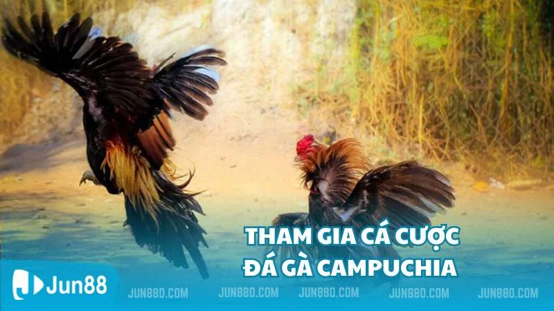 Chi tiết các bước tham gia cá cược đá gà Campuchia